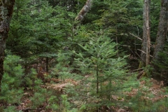 Pine Forest , New Elm , Nova Scotia