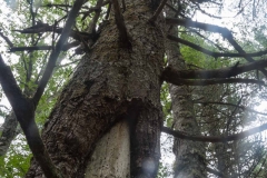 Pine Forest , New Elm , Nova Scotia
