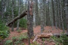 Pine Forest , New Elm , Nova Scotia