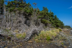 Gaff Point, Lunenberg, N. S.
