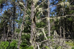 Gaff Point, Lunenberg, N. S.