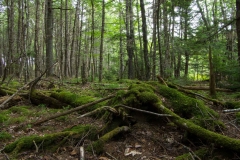 Knox Conservation, Molega Lake, NS,