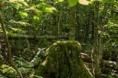 Lamb Lake Nature Reserve, Greywood, Annapolis, N. S.