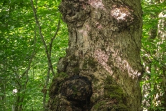Lamb Lake Nature Reserve, Greywood, Annapolis, N. S.