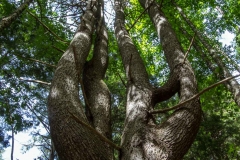 Kentville Agri Forest, NS, 2014