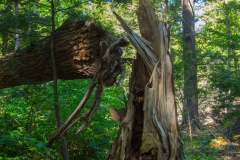 Kentville Agri Forest, NS, 2014