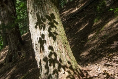 Kentville Agri Forest, NS, 2014