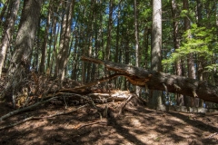 Kentville Agri Forest, NS, 2014