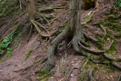 Victoria Park Forest, Truro, NS