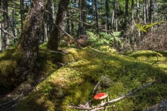 Chebogue Meadows Wildlife Forest, Yarmouth, N. S.