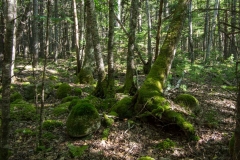 Knox Conservation, Molega Lake, NS,