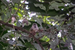 Central American Squirrel Monkey - Napo River, Ecuador