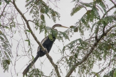 Anhinga