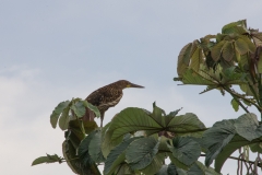 Bare-throated Tiger-Heron - Napo River, Ecuador