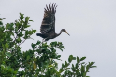 Limpkin