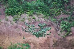 Blue-headed Parrot and Mealy Amazon Parrots - Napo River, Ecuador
