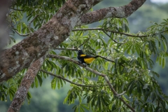 Yellow-rumped Cacique - Napo River, Ecuador