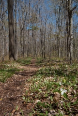 Backus Woods, May 07, 2007