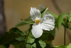 Backus Woods, May 07, 2007