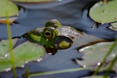 Backus Woods, May 07, 2007