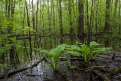 Backus Woods, May 16, 2009