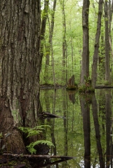 Backus Woods, May 16, 2009