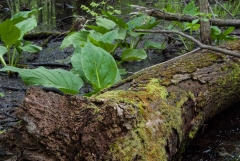 Backus Woods, May 16, 2009