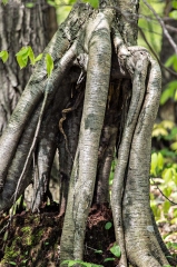 Backus Woods, May 19, 2014