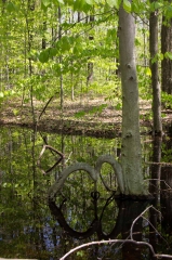 Backus Woods, May 19, 2014