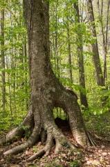 Backus Woods, May 19, 2014