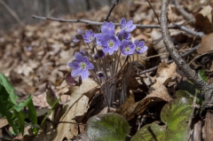 Backus Woods, Nov. 05, 2016