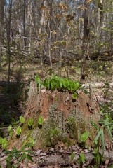 Backus Woods, May 07, 2007