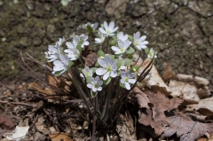Backus Woods, Nov. 05, 2016