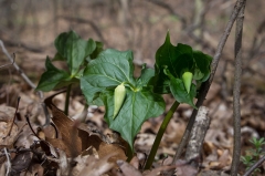 Backus Woods, Nov. 05, 2016