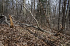 Backus Woods, Nov. 05, 2016