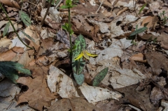 Backus Woods, Nov. 05, 2016