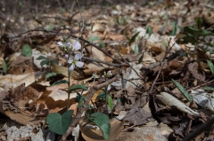 Backus Woods, Nov. 05, 2016
