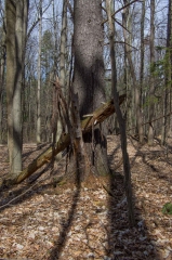 Backus Woods, Nov. 05, 2016