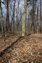 Backus Woods, Nov. 05, 2016