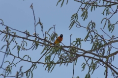 Backus Woods, May 19, 2014
