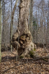 Backus Woods, Nov. 05, 2016