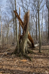 Backus Woods, Nov. 05, 2016