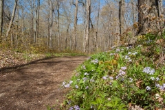Backus Woods, May 07, 2007