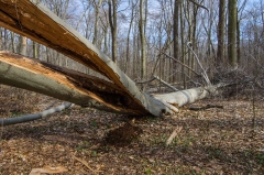 Backus Woods, Nov. 05, 2016