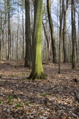 Backus Woods, Nov. 05, 2016