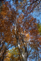 Backus Woods, Nov. 05, 2016