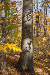 Backus Woods, Nov. 05, 2016