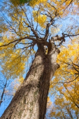 Backus Woods, Nov. 05, 2016