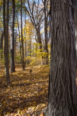 Backus Woods, Nov. 05, 2016