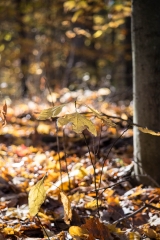 Backus Woods, Nov. 05, 2016